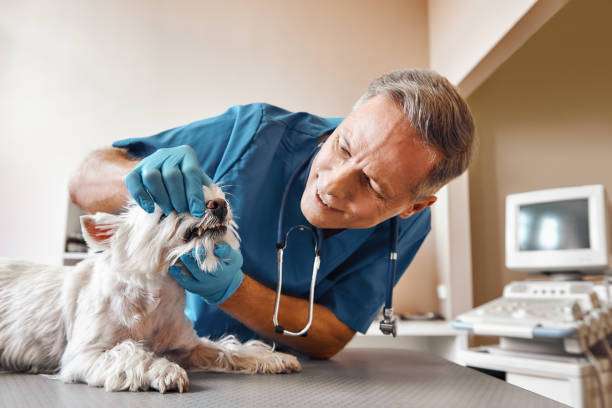Best Root Canal Emergency Dentist  in Olga, FL